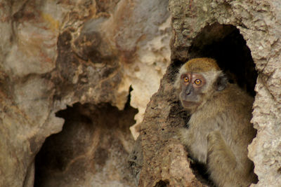 Monkeys of malaysia - perched for rest in rock cavity