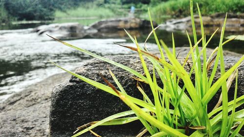 Close-up of insect on grass