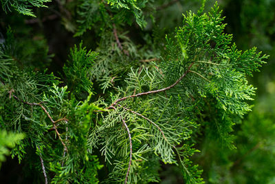 Close-up of pine tree