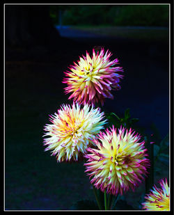 Close-up of pink flowers