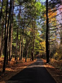 Road amidst trees in forest