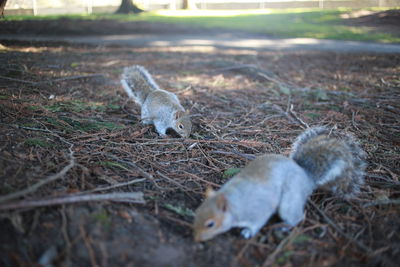 High angle view of squirrel on land