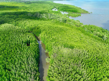 Green mangrove forest. carbon sequestration and storage. blue carbon ecosystem. mitigation 