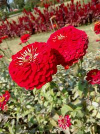 Close-up of red poppy blooming outdoors