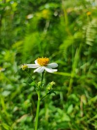 Close-up of yellow flowering plant