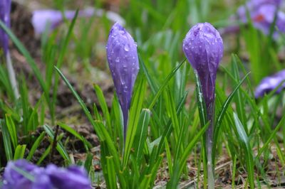 Close-up of purple crocus blooming on field