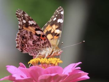 Close-up of butterfly pollinating on flower