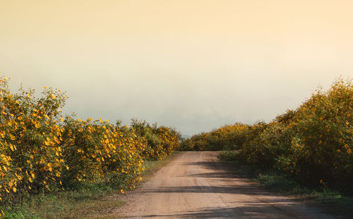 Road amidst trees against sky during autumn