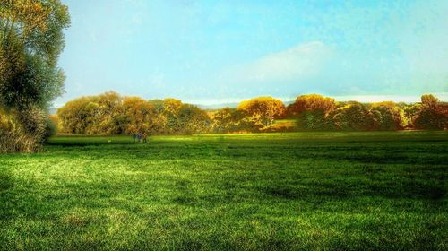 Trees on field against sky
