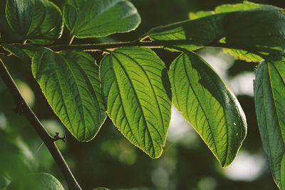 Close-up of fresh green leaves