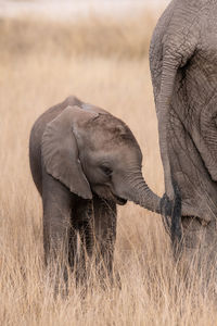 Naughty baby elephant