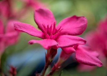 Close-up of pink flower