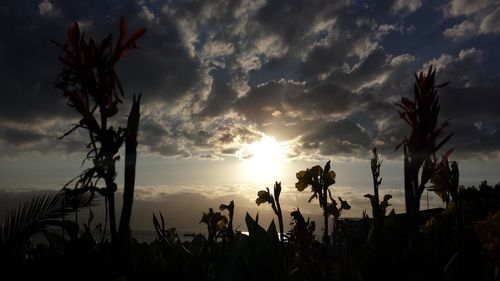 Low angle view of silhouette palm trees against sky