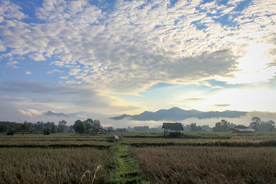 Scenic view of agricultural field against sky during sunset