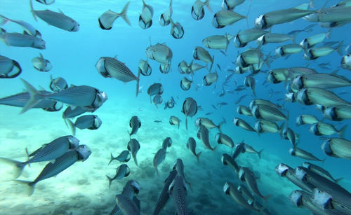 Fish swimming in sea