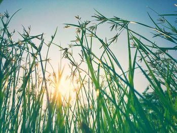 Close-up of stalks in field against sky