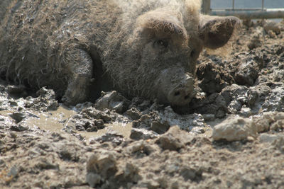 Surface level of animal lying on sand