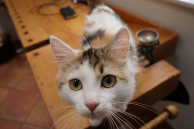 Close-up portrait of a cat at home