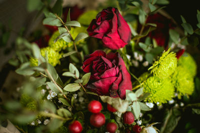 Close-up of red rose plant