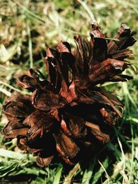 Close-up of flower