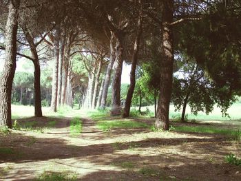 Trees in forest