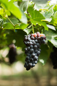 Close-up of grapes growing in vineyard