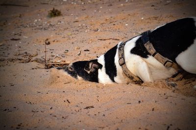 High angle view of dog relaxing on sand