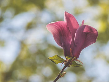 Close-up of pink flower