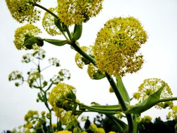 Close-up low angle view of yellow flowers