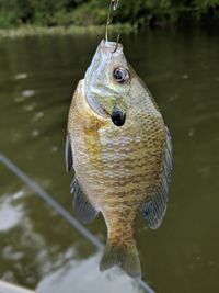 Close-up of fish in lake