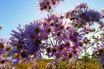 Close-up of purple flowering plant against clear sky