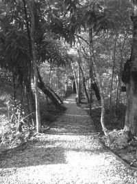 Trees in park