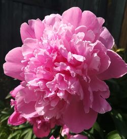 Close-up of pink flower