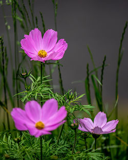 Close-up of pink flowering plants