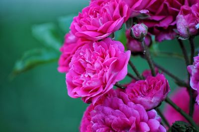 Close-up of pink rose flower