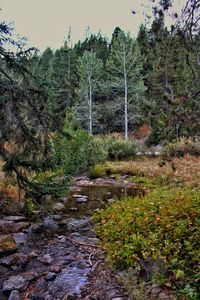 Scenic view of waterfall in forest against sky