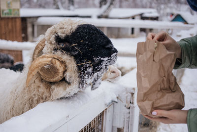 Sheep in snowy winter farm. animal farm life. cod snowy winter