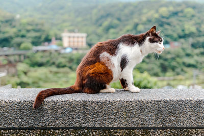 Side view of a cat looking away