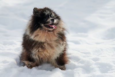 Close-up of dog on snow