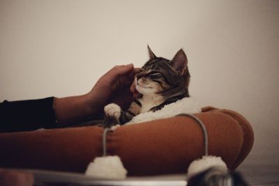 Portrait of cat relaxing on wall at home