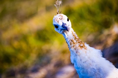 Close-up of a bird