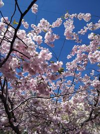 Low angle view of cherry blossoms against sky