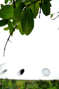 Close-up of leaves on tree