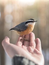 Close-up of bird perching on hand