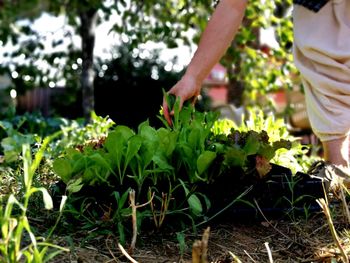 Midsection of person holding plant