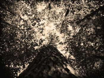 Low angle view of trees