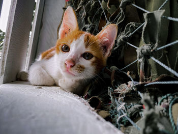 Close-up portrait of a kitten