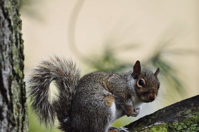 Close-up of squirrel