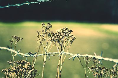 Close-up of flowering plant on field