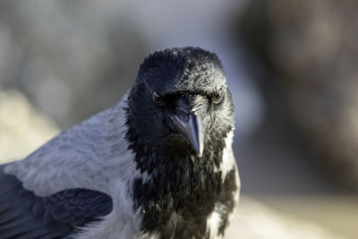 Close-up of crow looking away